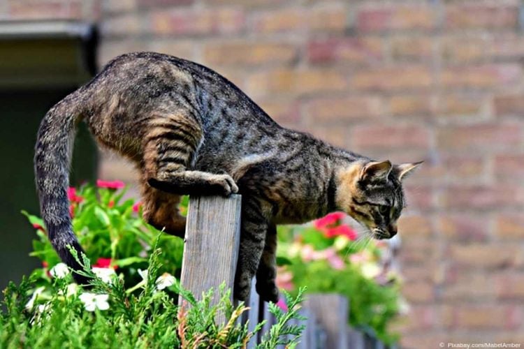 Wie vertreibe ich fremde Katzen aus meinem Garten?